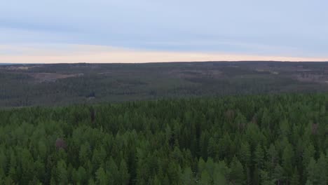 Tranquilo-Bosque-Panorámico-De-Paso-Elevado-Hacia-El-Horizonte-En-Un-Día-De-Otoño