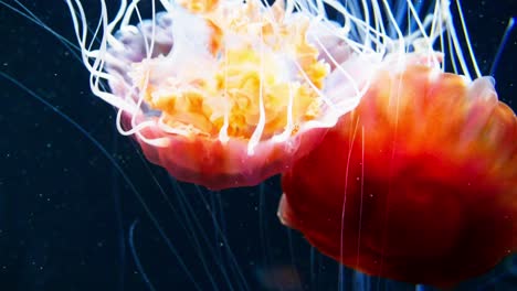 das aquarium in singapur beherbergt mehrere quallen, die gallertartige mitglieder des subphylums medusozoa sind, einem subphylum der familie der cnidaria