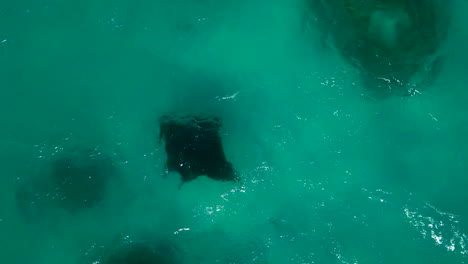 Large-black-manta-ray-in-tropical-reef-waters---straight-down-aerial-view