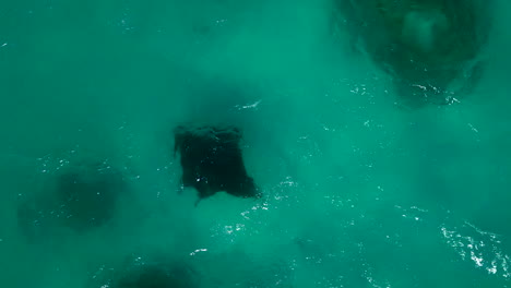 large black manta ray in tropical reef waters - straight down aerial view