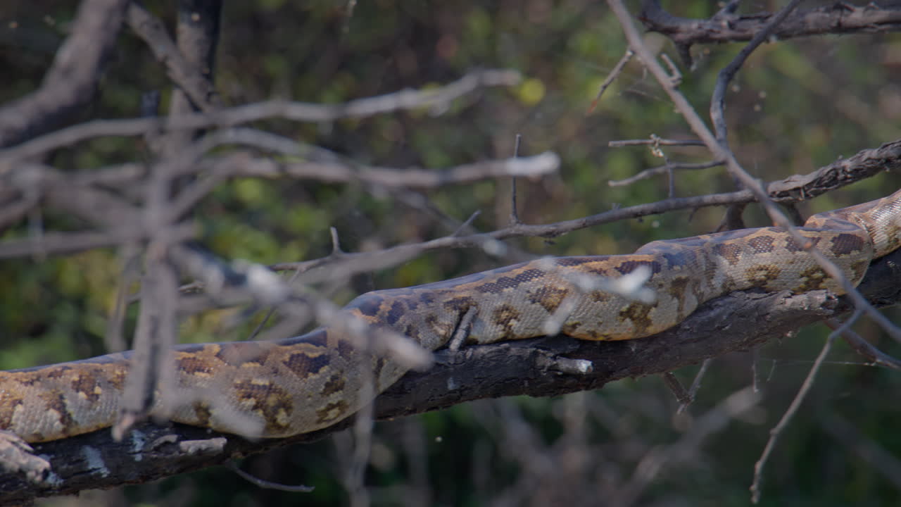 Indian Rock Python resting on elevated branch in forest showing natural arboreal reptile behavior