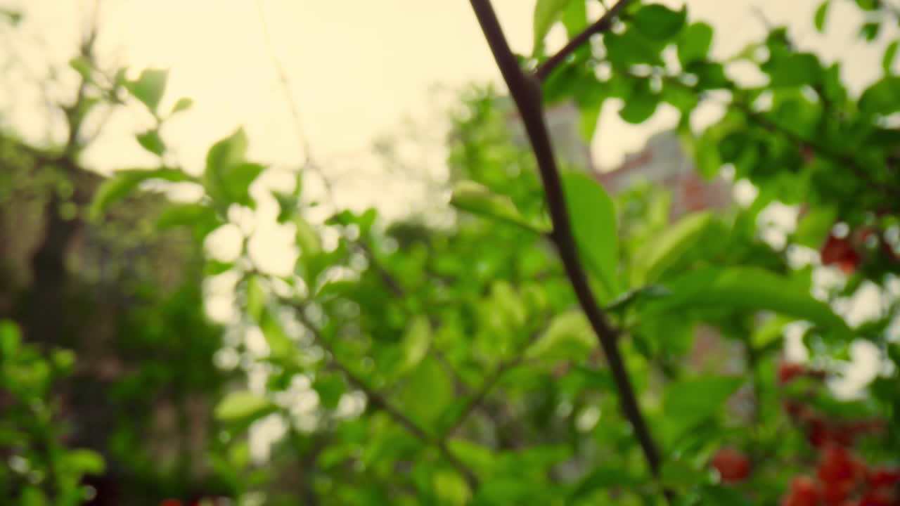 꽃이 피는 놀라운  ⁇ 은 꽃의 봄 꽃 풍경. 나무 꽃 풍경.