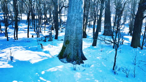 forest in winter time at sunset