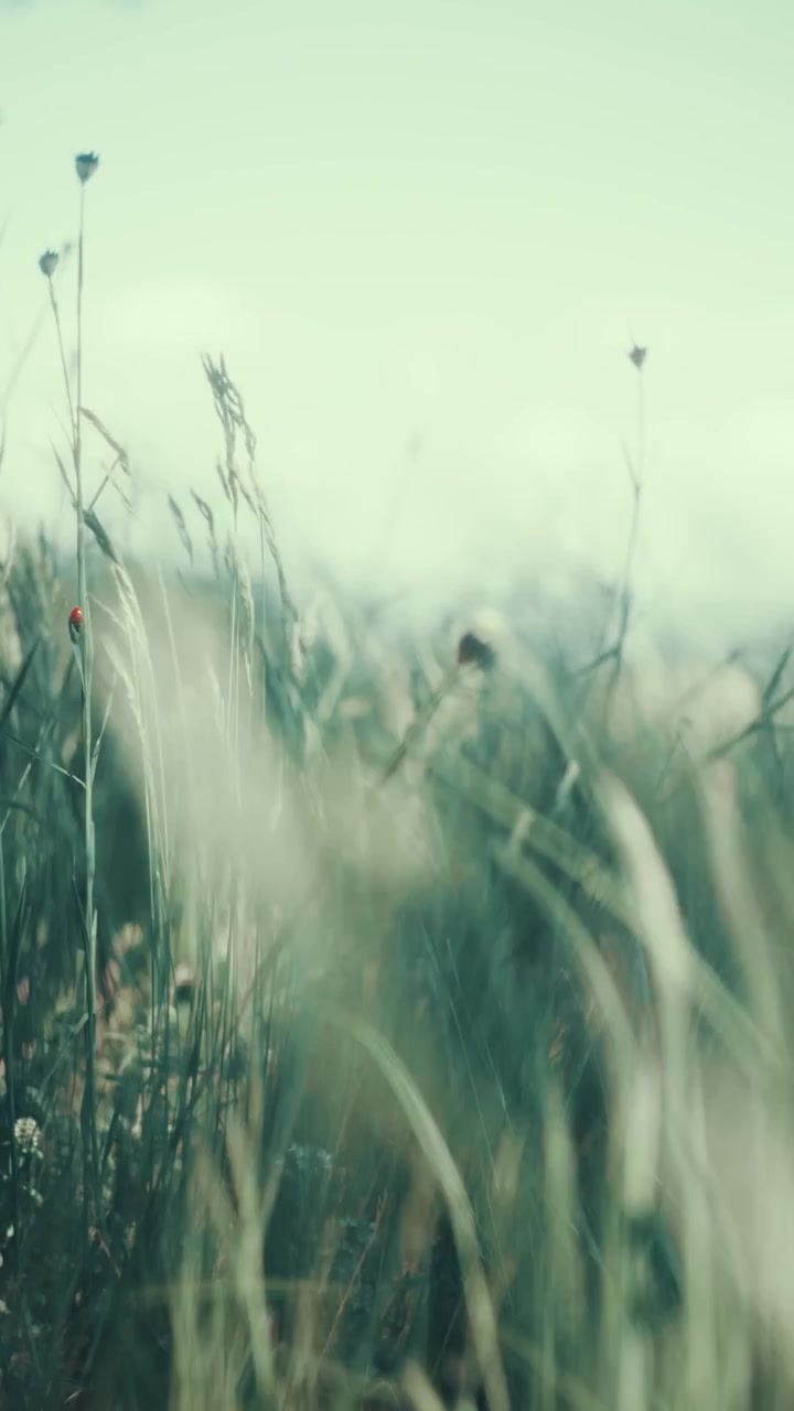 Vertical close up of wild field flowers and tall grass swaying in slow motion. Beautiful summer meadow with vintage film aesthetic and soft sunlight, perfect for social media and wellness.