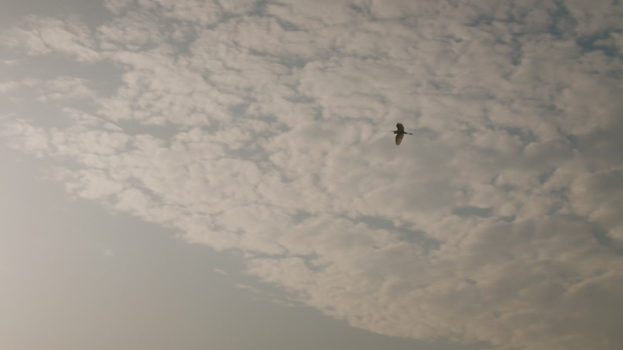 구름과 함께 하늘을 날아다니는 새