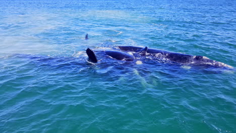 copulation in mating group of southern right whales, close aerial view