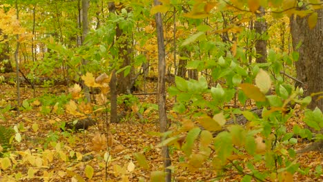 Frischer-Wind-Weht-Im-Frühherbst,-Kanada,-Durch-Blätter-In-Allen-Farben