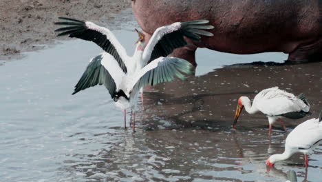 slow-motion-of-two-yellow-billed-storks-competing-for-food-in-a-pond-of-water-filled-with-catfish