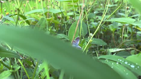 Lila-Schmetterling-Auf-Dem-Grünen-Gras.-Frühling