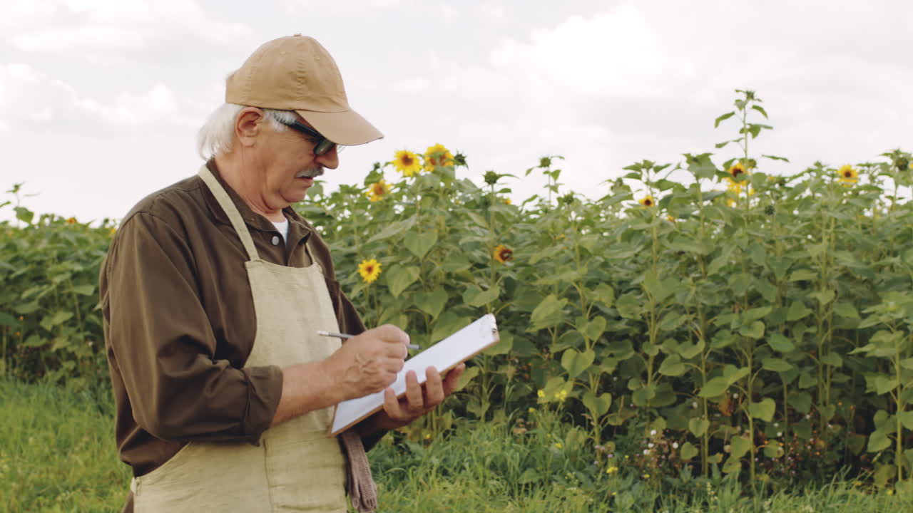 Senior Agronomist Examining Sunflower Field