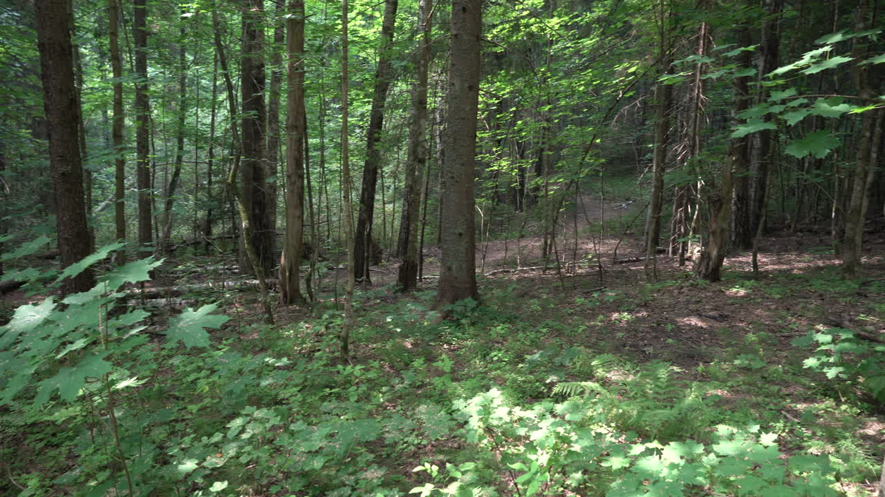 Wild mixed forest. Sunny day. Different trees.
