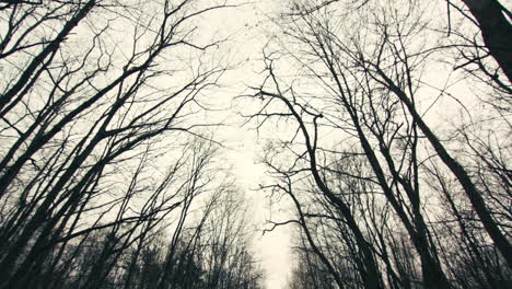 Eine-Leere-Straße-In-Einem-Wald-Aus-Kahlen-Bäumen