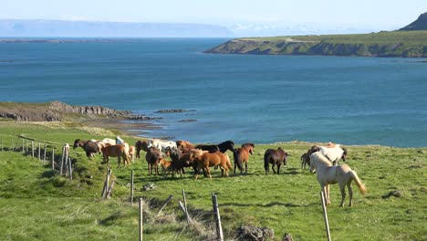 Frisky-Icelandic-ponies-horses-stand-in-green-field-in-Westfjords-fjord-region-of-Iceland-1