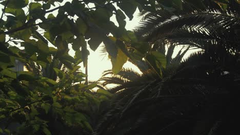 beautiful sunlight shining through vegetation