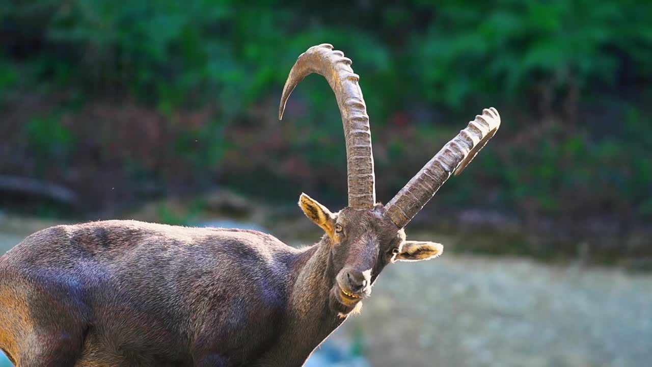 알파인 이베크스가 우아하게 휴식을 취하고 카메라를 똑바로 쳐다보는 멋진 클로즈업 영상