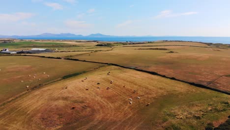 Welsh-Countryside-Views:-Aerial-Footage-of-Grazing-Cows-and-Scenic-Landscape