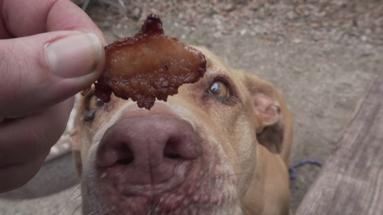 good dog eating bacon treat in 4k 29.97p