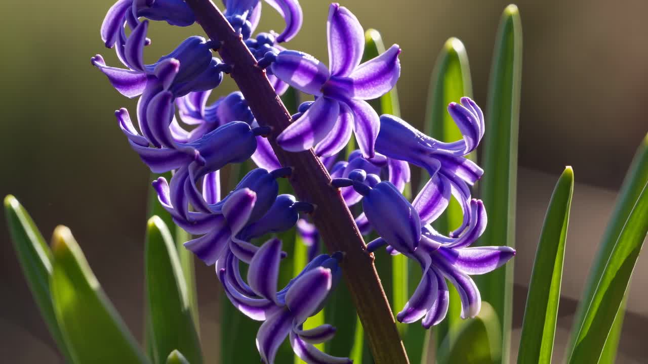 Nærbildevideo av livlige, lilla hyasintblomster med en uskarp bakgrunn, tatt fra siden