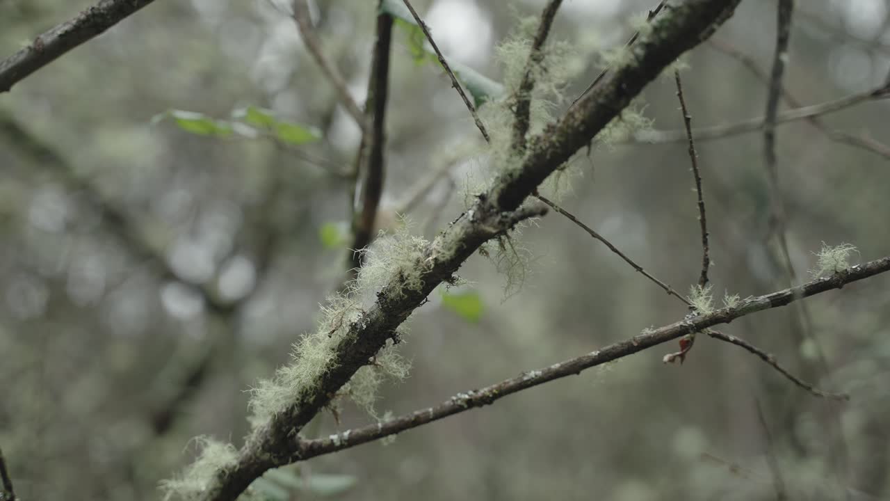 Mossy Branches Close-up, Natural Background