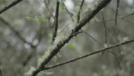 mossy branches close-up, natural background