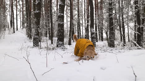 Snow-covered forest