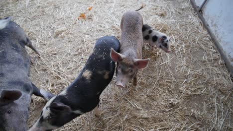 pigs in a barn with an assortment of colors and patterns