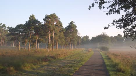 misty morning path through pine trees
