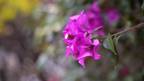 Lebendige-Violette-Blume-Hautnah-Mit-Hintergrundunschärfe-Und-Kopierraum