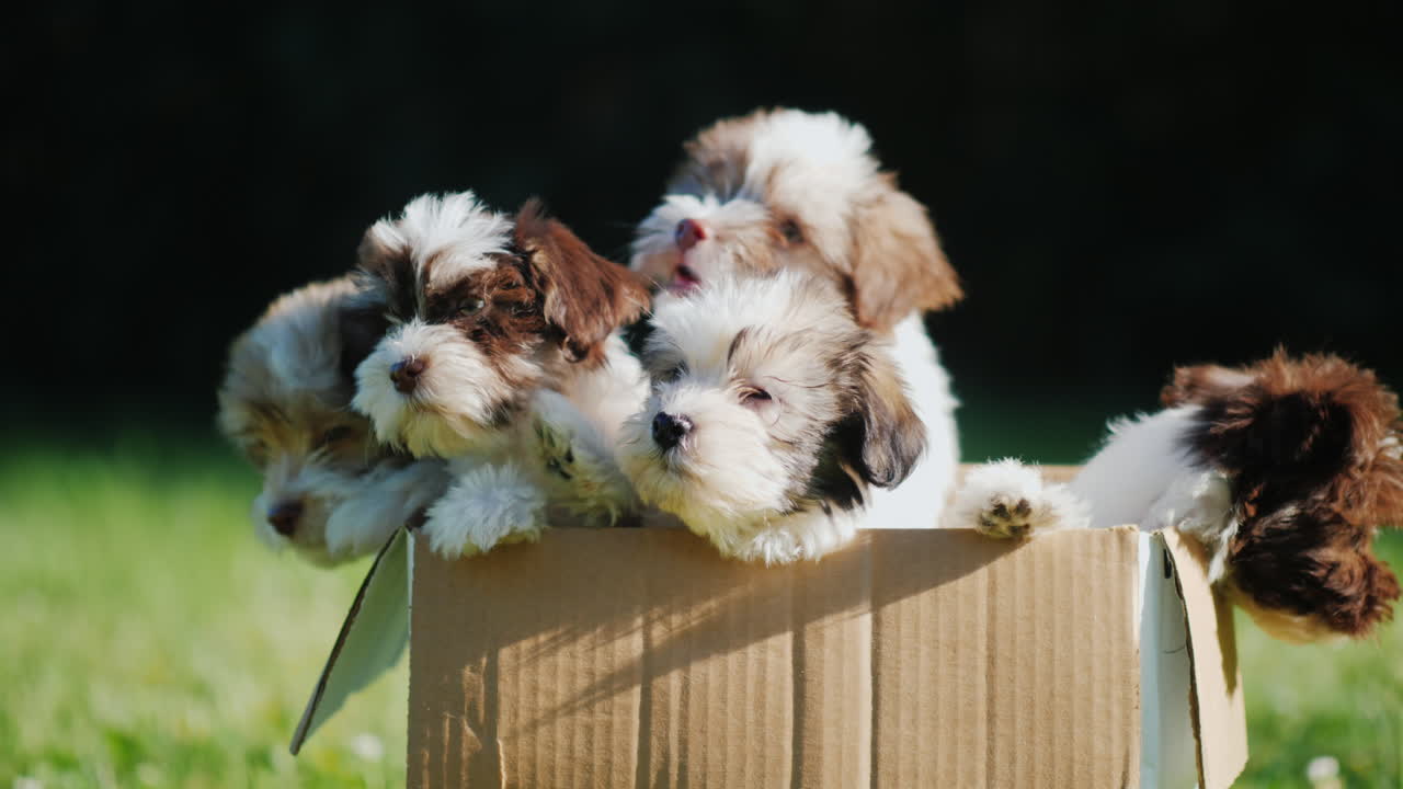 골판지 상자에 푹신한 강아지