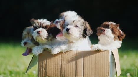 Fluffy-Puppies-in-Cardboard-Box