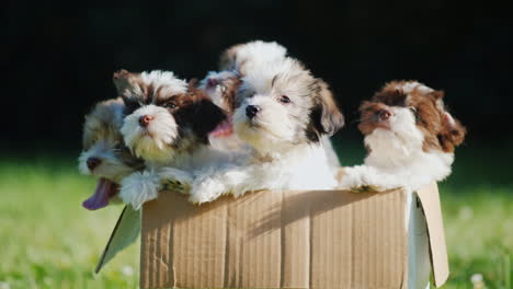 pluizige puppy's in kartonnen doos