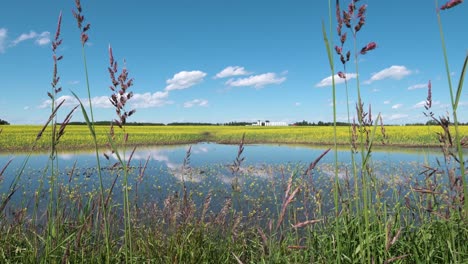 canola filed reflecting in pong