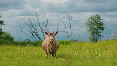 goat in a field