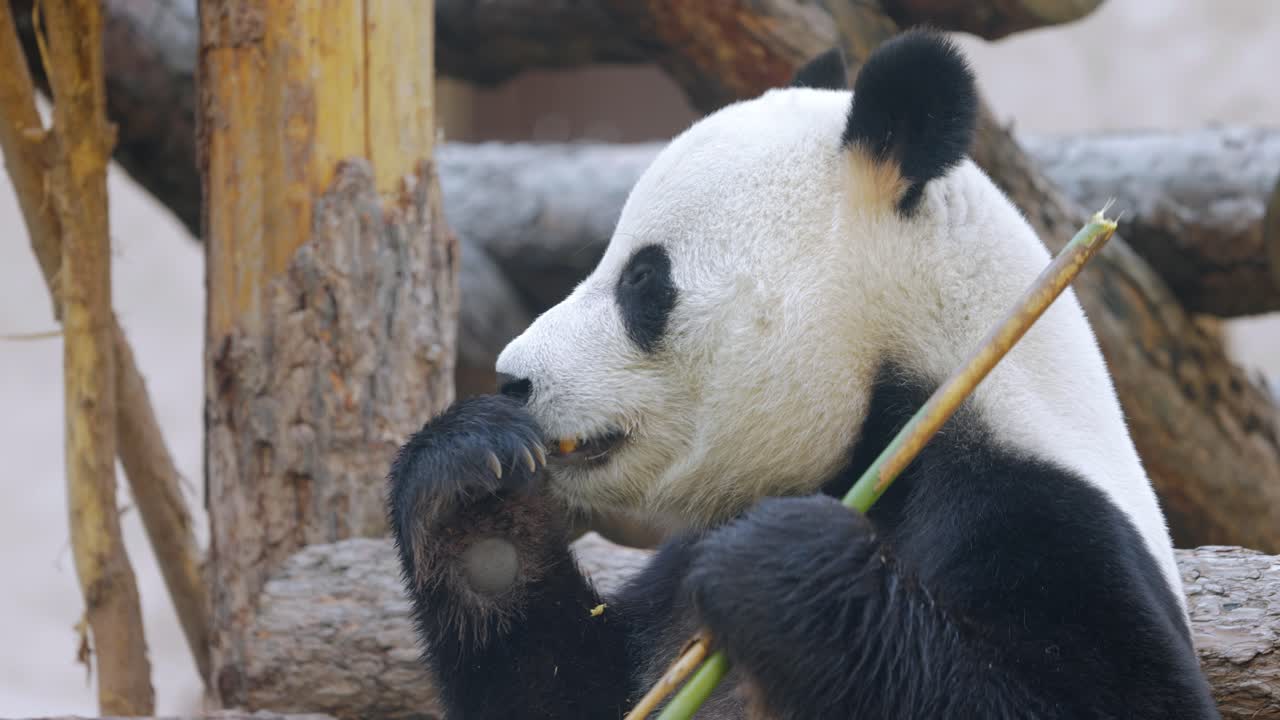 el panda gigante (ailuropoda melanoleuca) también conocido como el oso panda o simplemente el panda, es un oso nativo del sur de china central.