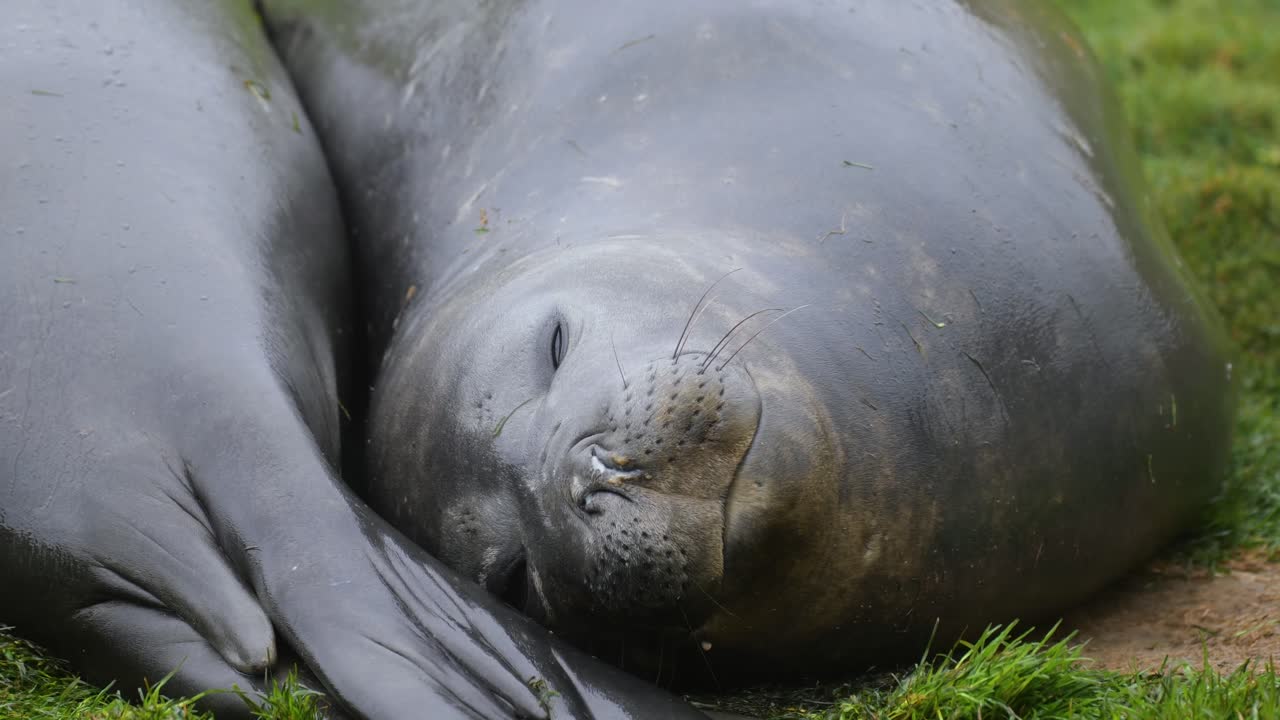 Sleepy elephant seal opening eyes and looking at the camera.