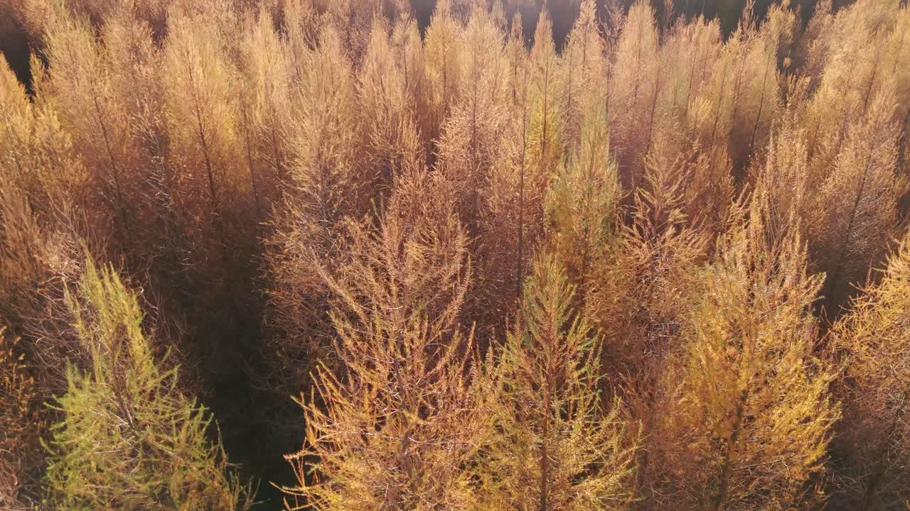 vista aérea del dosel del bosque en otoño