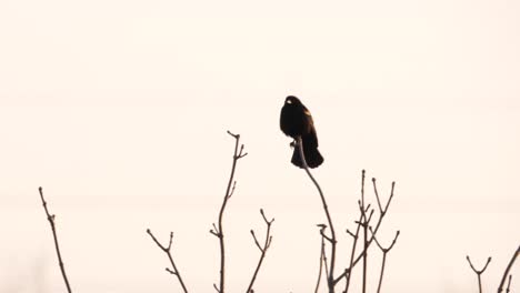 redwing blackbird sitting on a branch in the early morning