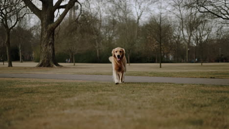 Golden Retriever in a Park
