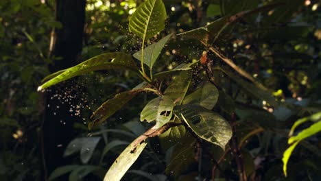 Dolly-in-shot-into-broad-leaves-surrounded-by-swarm-of-Lutzomyia-mosquitos-glowing-against-light