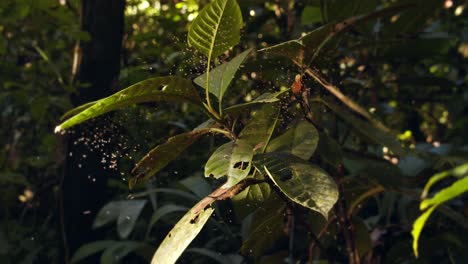 dolly en tiro en amplias hojas rodeadas por un enjambre de mosquitos lutzomyia brillando contra la luz