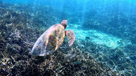 green sea turtle floating over coral reef - underwater, behind view