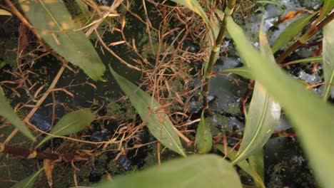 Looking-over-a-stagnant-green-swamp