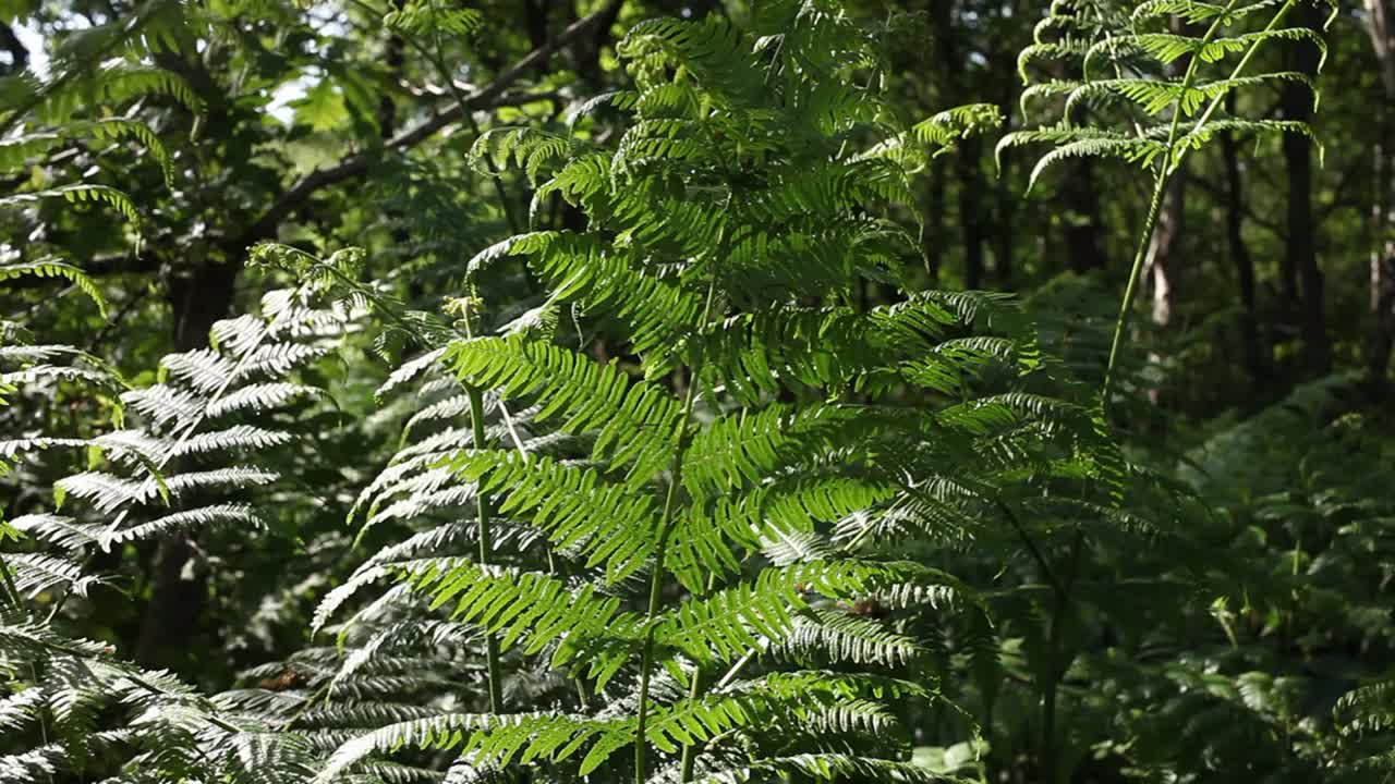 Backlit Bracken fronds, Pteridium aquilinum, moving in light breeze. Spring. UK