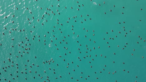 Birds In Salda Lake