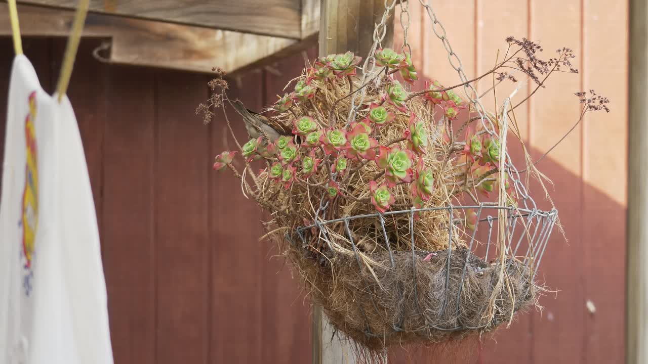 dos gorriones de casa en planta colgante en el jardín de casa