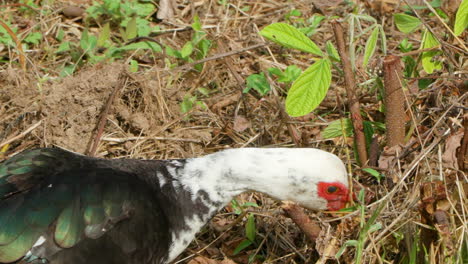 domestic muscovy duck head close-up grazing green plant leaves