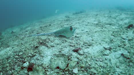 Stingray-Bluespotted-Descansa-Sobre-Fondo-Arenoso-Inquieto-Mirando-A-La-Presa