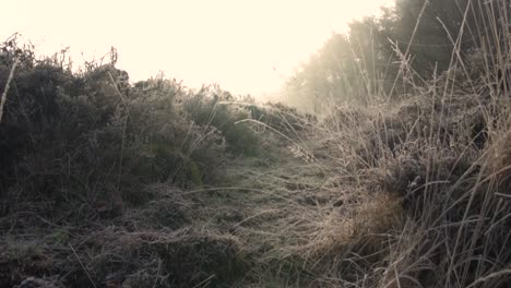 misty winter morning in the woods