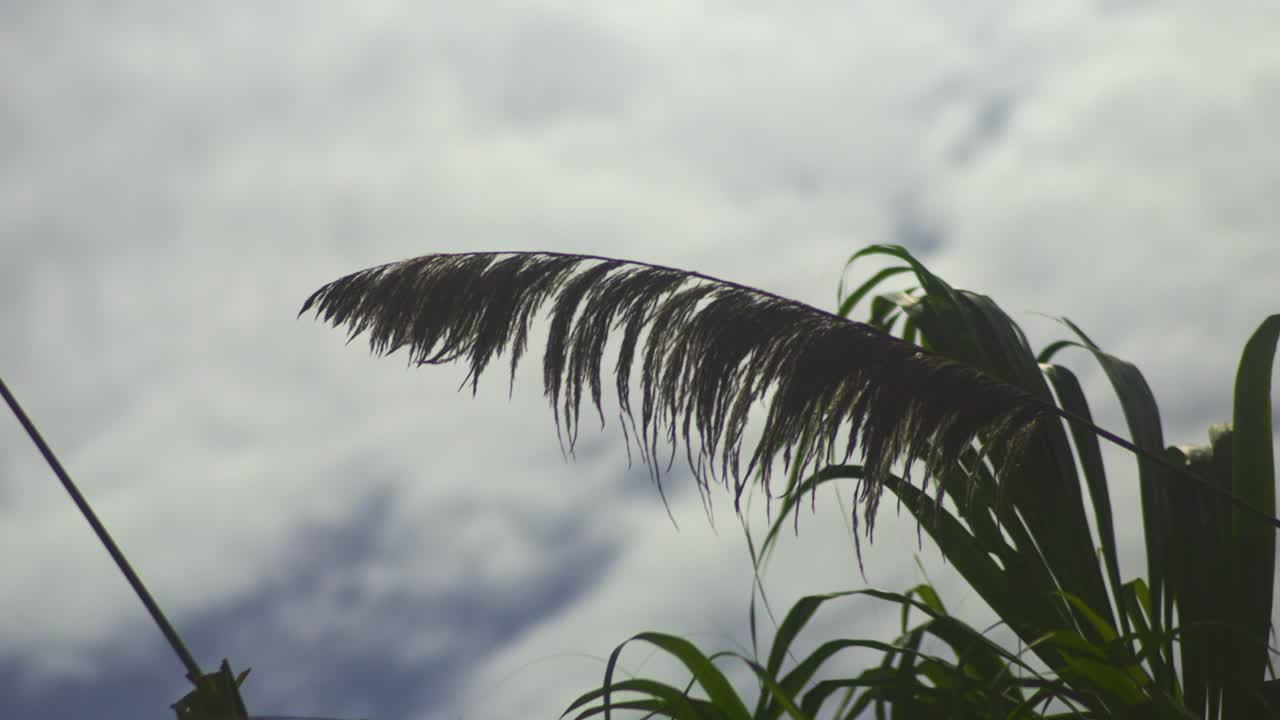 Wild pampas grass top in sunny weather in the wind, slow mo