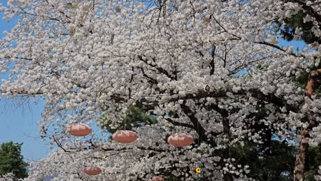 pink lanterns and pinwheels hanging on the branch of cherry blossom in full bloom during spring in let's run park seoul, south korea